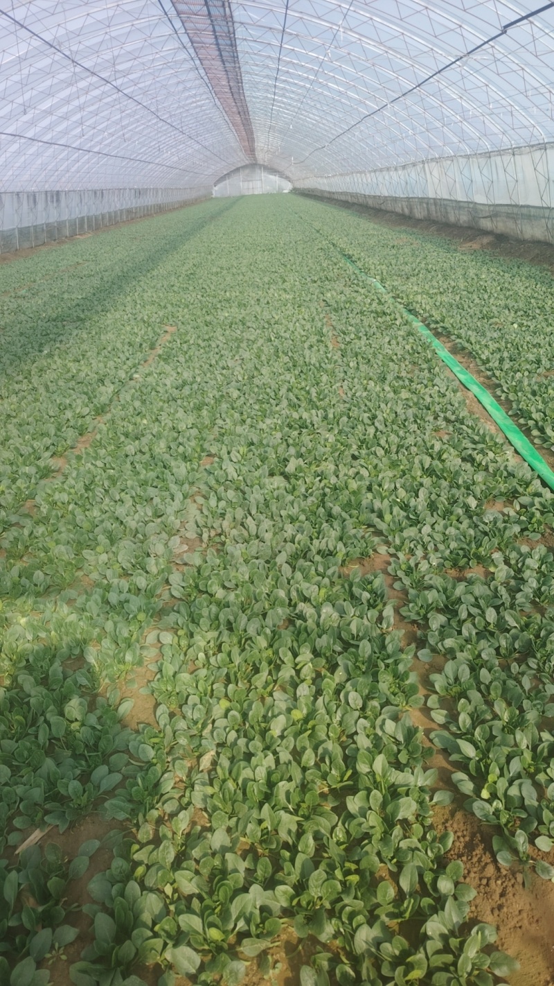 大棚趴地小菠菜大量上市需要的联系产地一手货源大量现货供应
