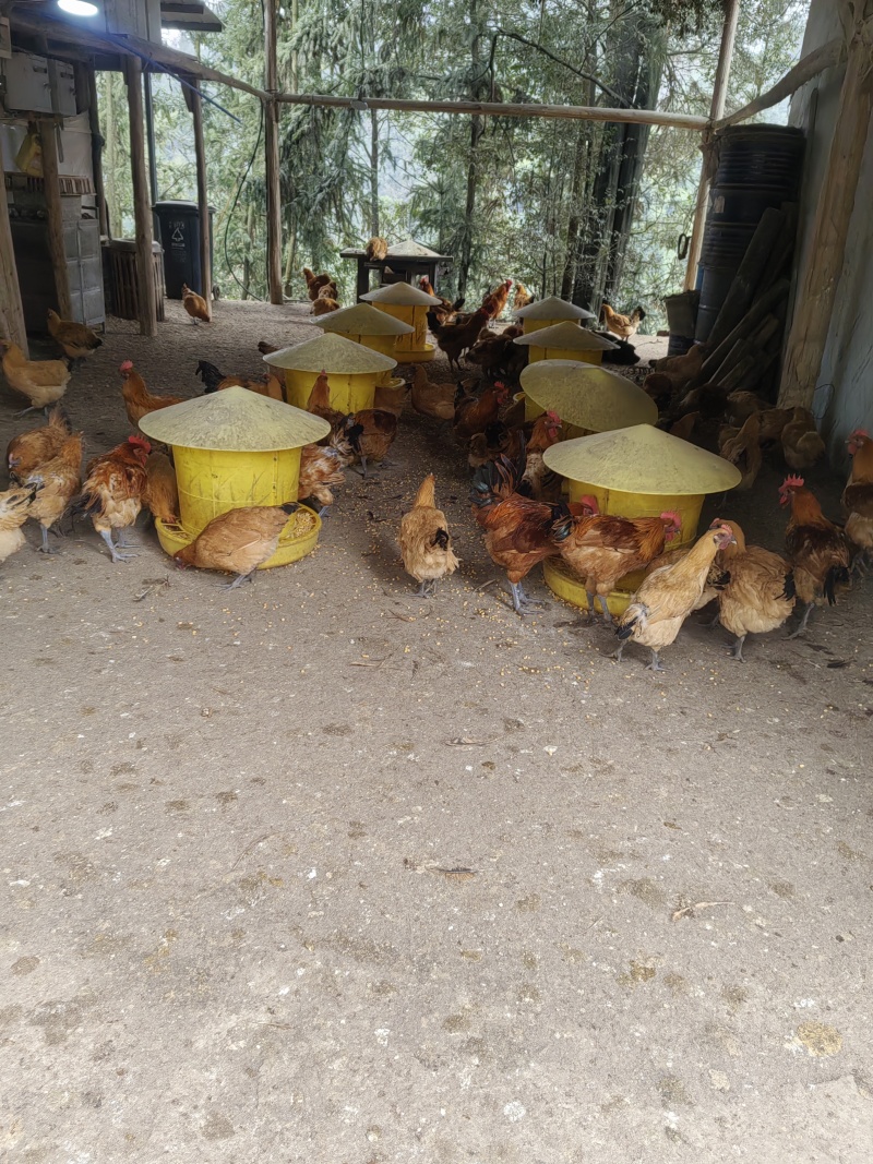 重庆江津富硒跑山鸡