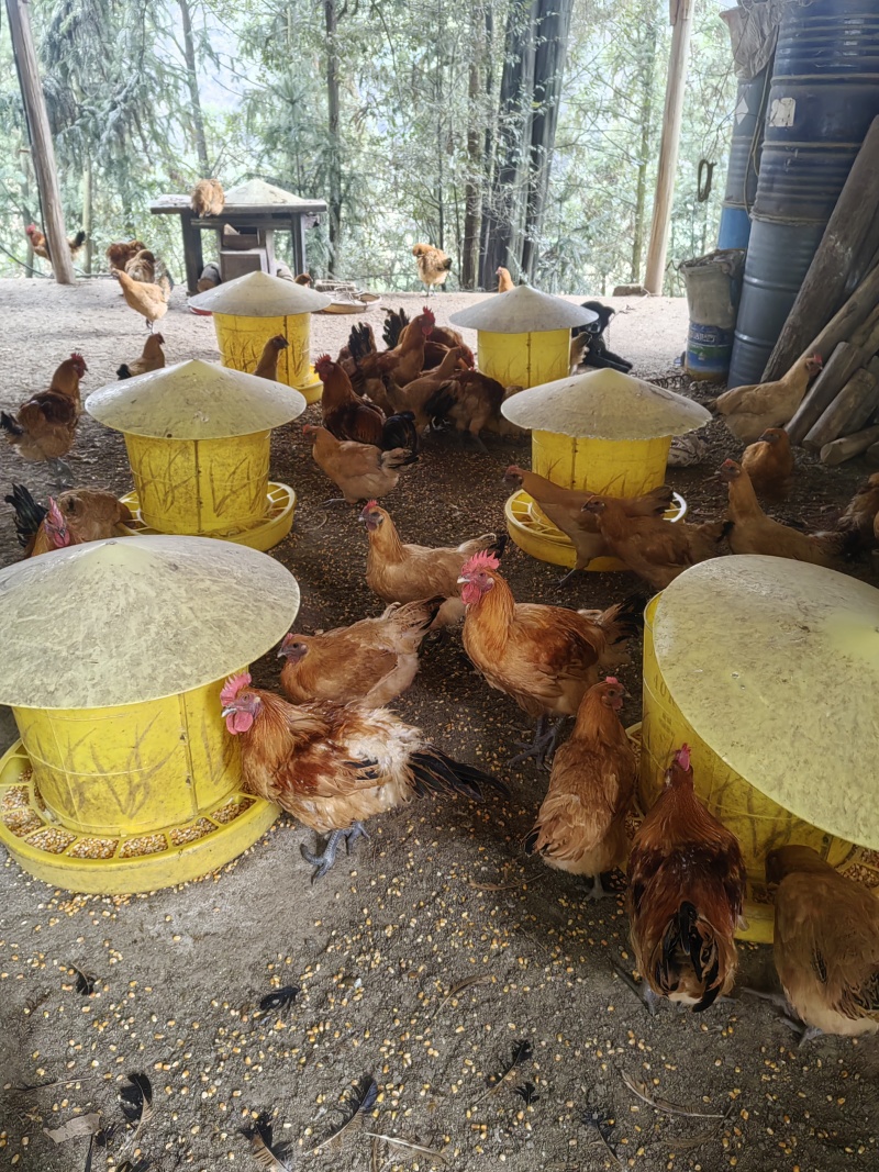 重庆江津富硒跑山鸡