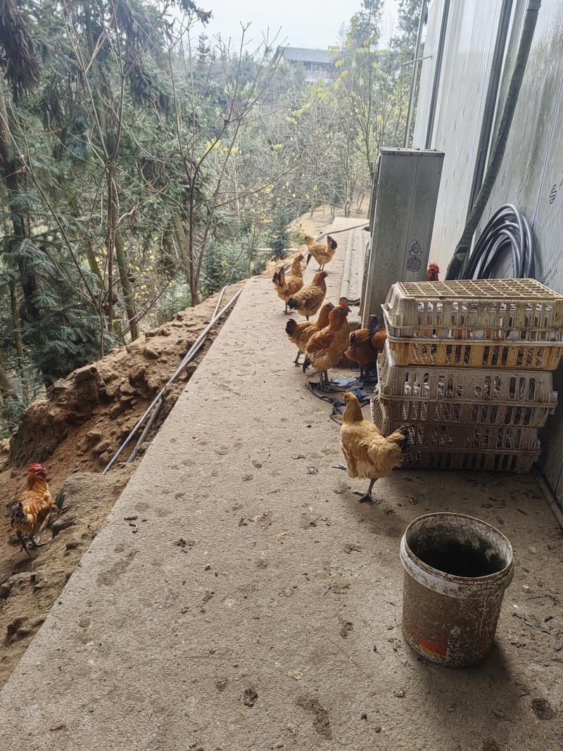 重庆江津富硒跑山鸡