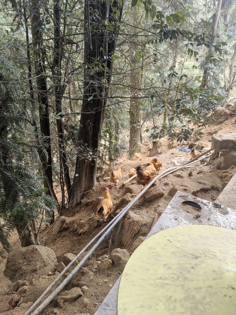重庆江津富硒跑山鸡