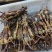 狗鞭，中药狗鞭干，干狗鞭实物拍摄如假包换