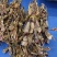 狗鞭，中药狗鞭干，干狗鞭实物拍摄如假包换