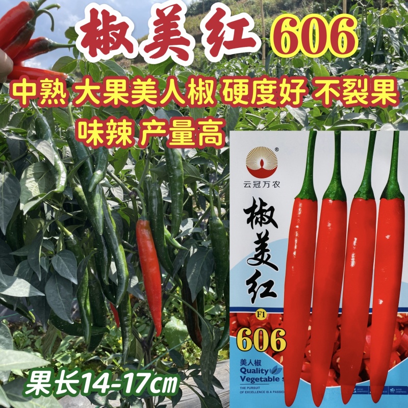 羊角椒种籽软皮椒606早熟春秋播种青红两用尖椒种籽清口感