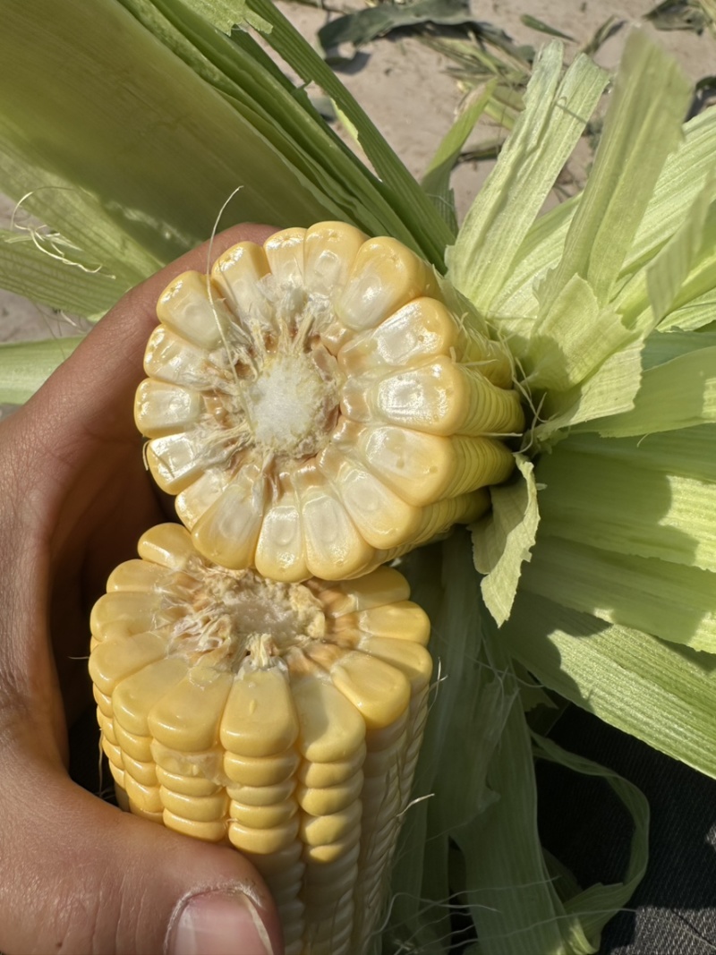 太阳花玉米