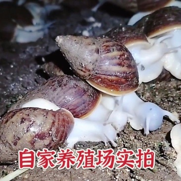 养殖场种蜗牛，个个带蛋，到家就产蛋，适合养殖场用。