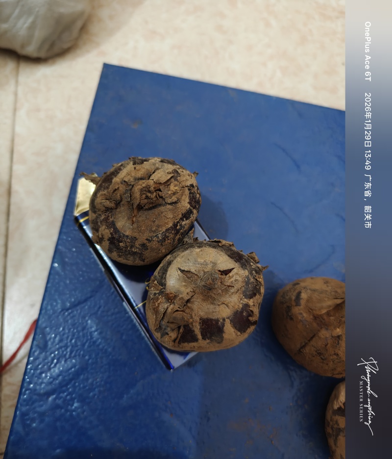 脆爽甜甜的马蹄
