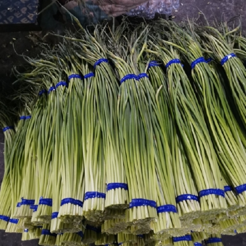 冷库蒜苔货源充足产地直发全国发货保质保量红臺白臺