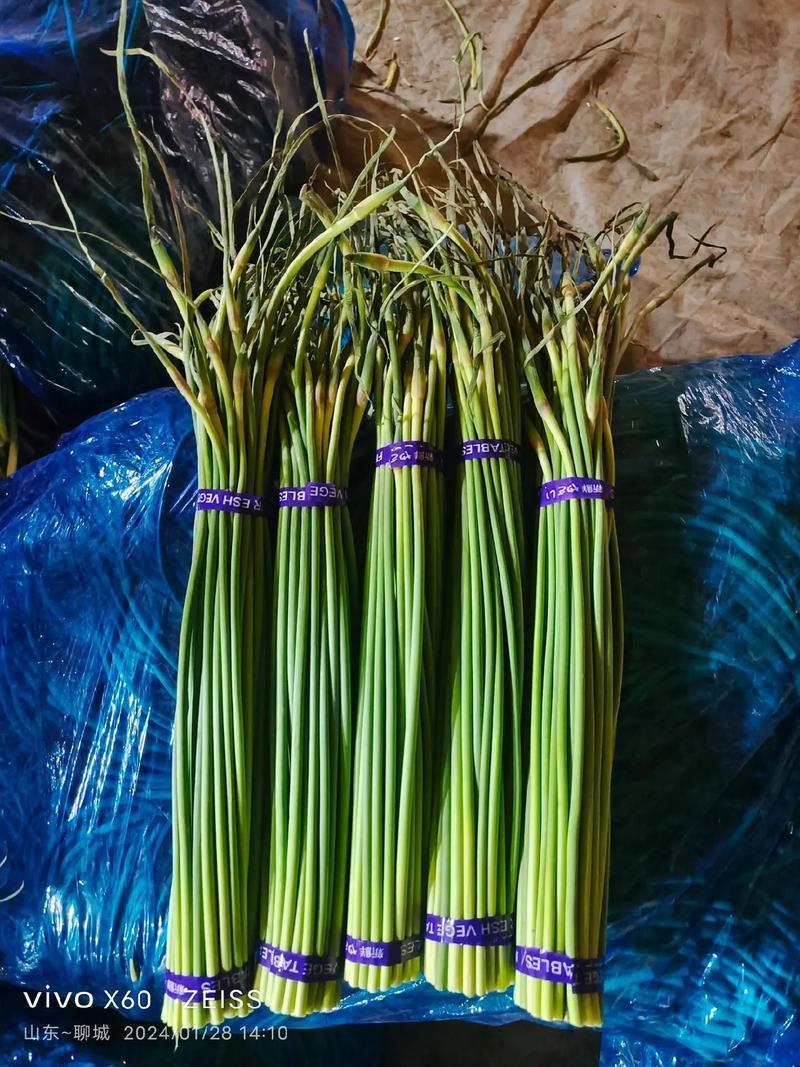 冷库蒜苔货源充足产地直发全国发货保质保量红臺白臺