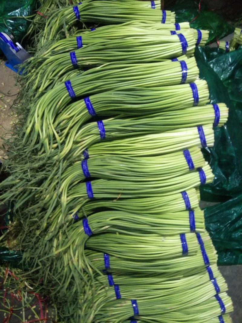 山东冷库蒜薹白帽红帽蒜苔货源充足保质保量全国发货