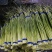 山东冷库蒜薹白帽红帽蒜苔货源充足保质保量全国发货