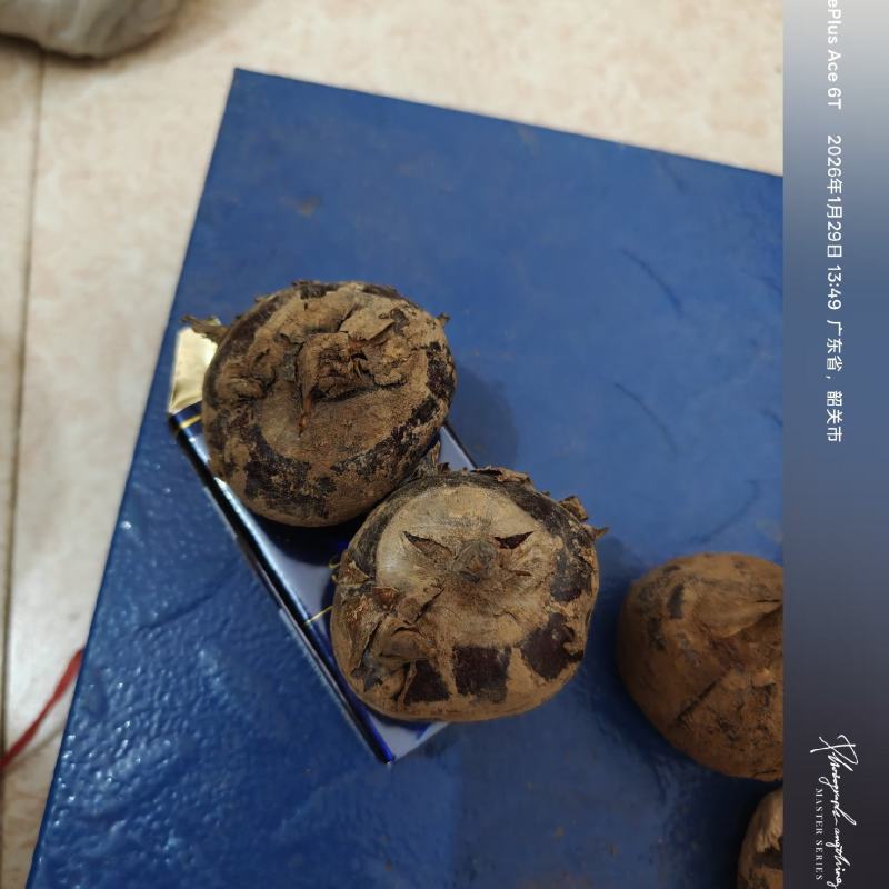 脆爽甜甜的马蹄