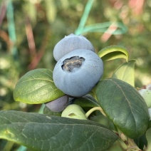 花香蓝莓量大优惠一手货源不是代办一件代发