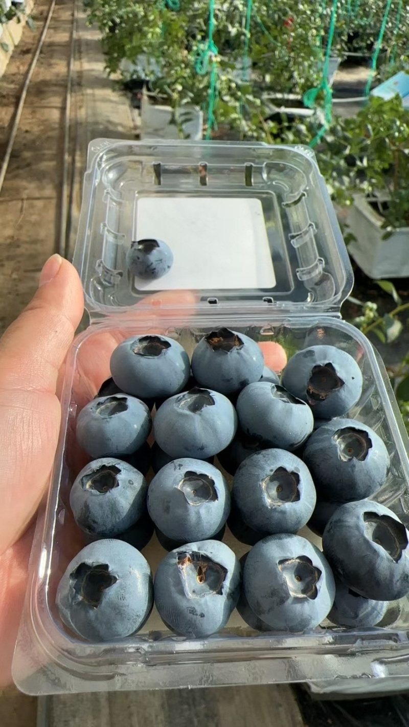 花香蓝莓量大优惠一手货源不是代办一件代发