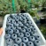 花香蓝莓量大优惠一手货源不是代办一件代发
