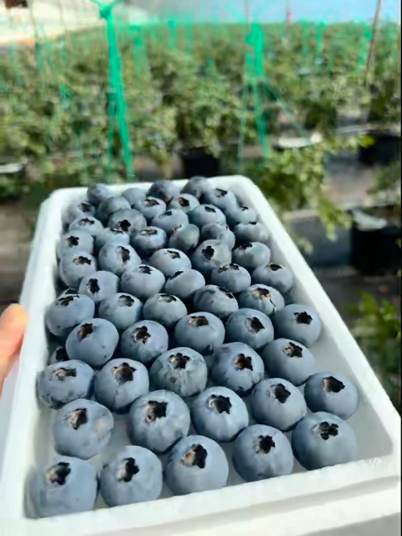 花香蓝莓量大优惠一手货源不是代办一件代发