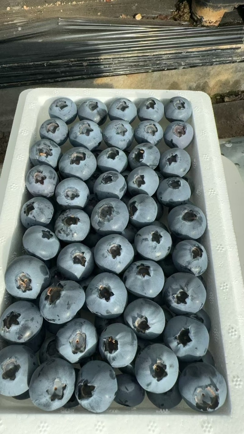 花香蓝莓量大优惠一手货源不是代办一件代发