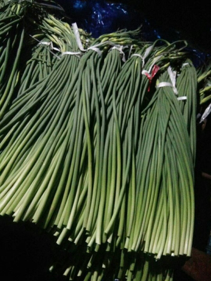 山东冷库白帽蒜苔红帽蒜苔大量供应，货源充足产地一手货源
