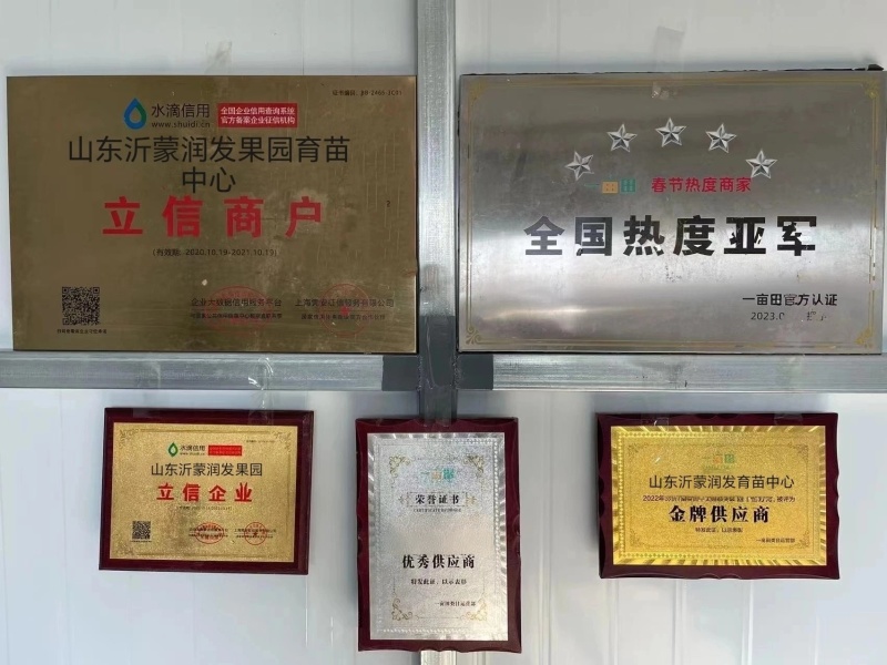 果园直发黄金油蟠桃树苗中油蟠9号早金霞油蟠桃保真品种
