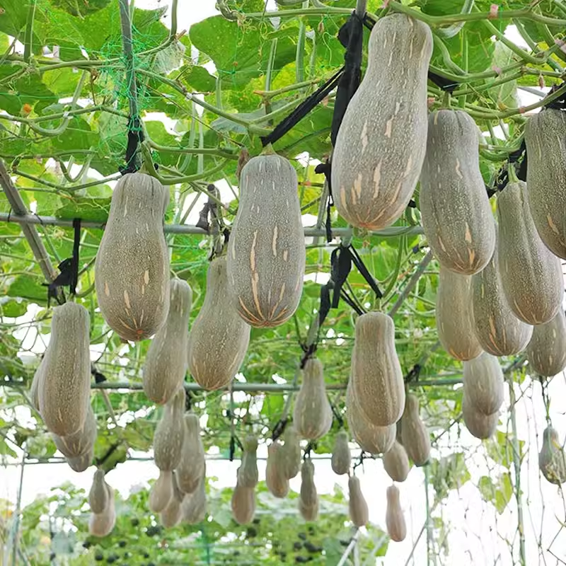 蜜本南瓜苗基地直发