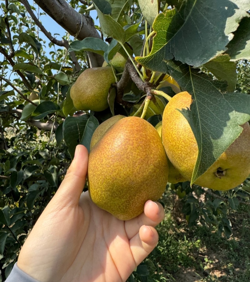 红香酥梨河北赵县梨一手货源，常年大量供应，规格齐全发全国