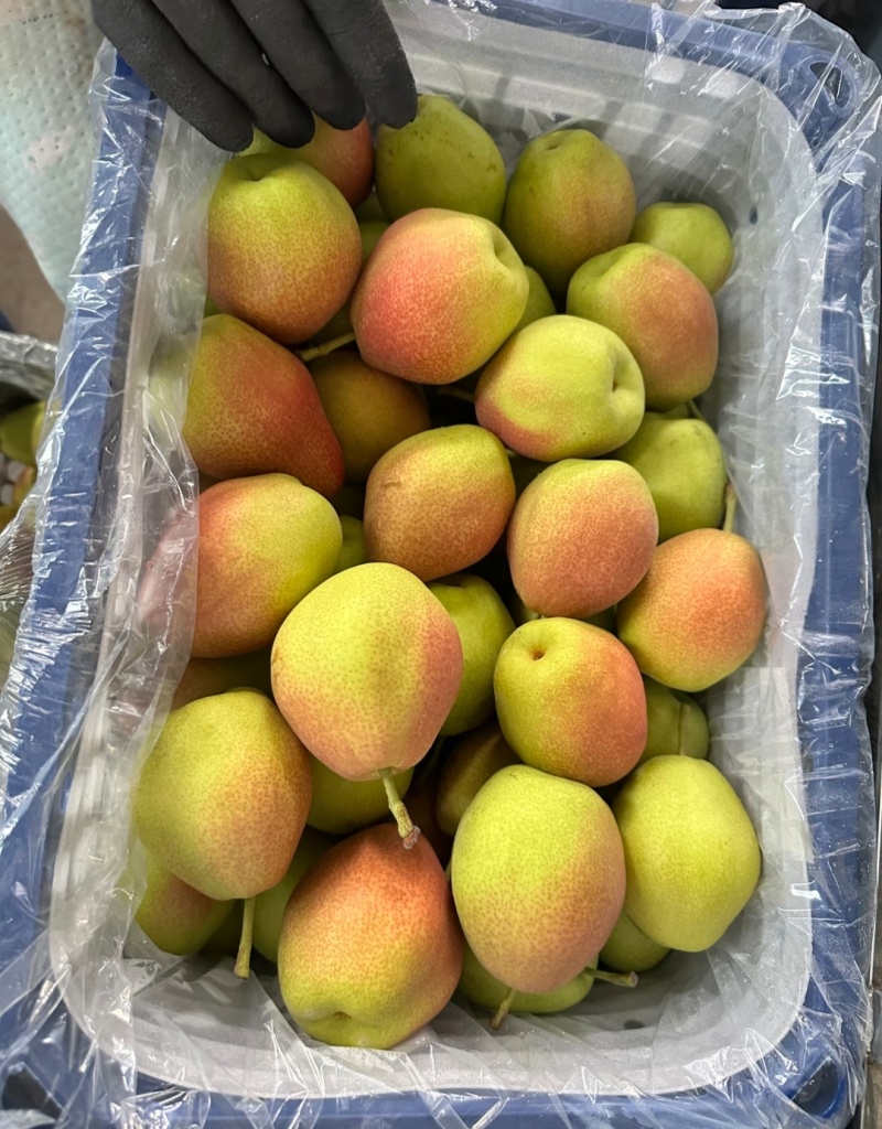 红香酥梨河北赵县梨一手货源，常年大量供应，规格齐全发全国