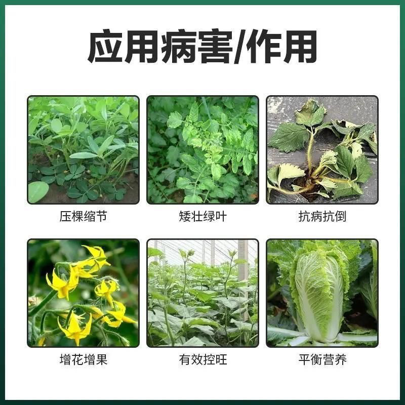 矮绿壮平衡生长调节生长控制旺长肥料
