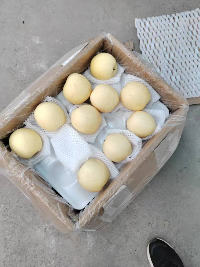 皇冠梨河北赵县梨，常年大量供应，实力代办量大从优欢迎电联