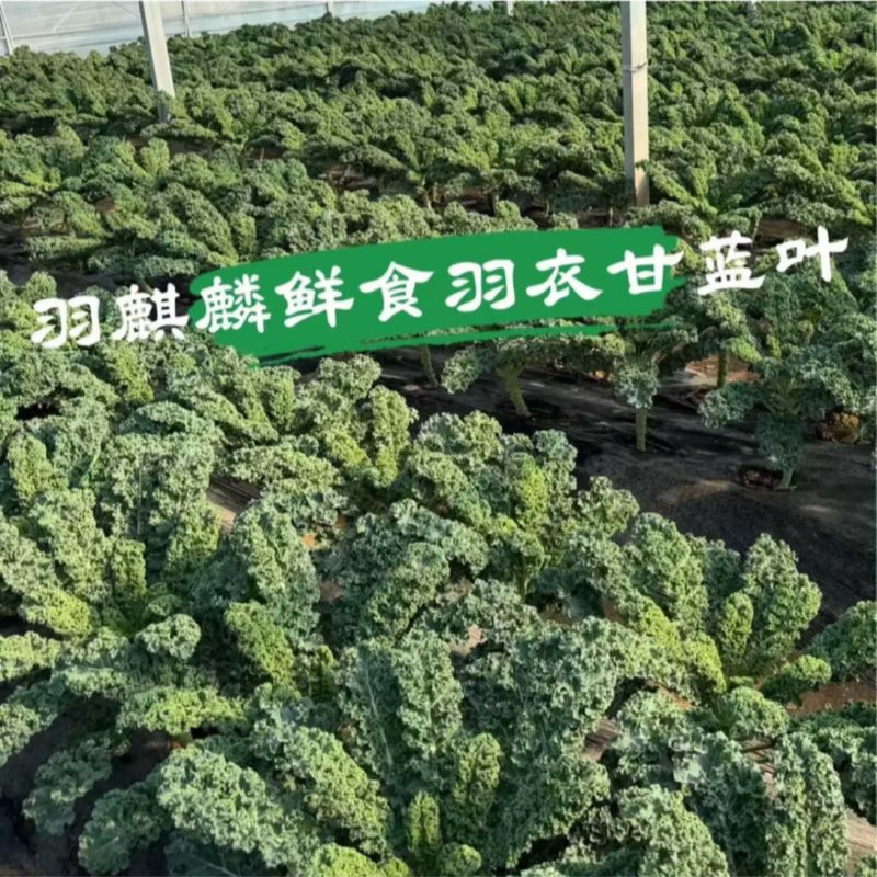 基地源头/榨汁羽衣甘蓝品种/精品叶/量大从优/欢迎合作