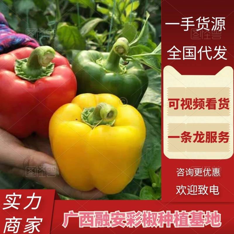 广西彩椒甜椒基地直发货源充足对接商超档口批发商