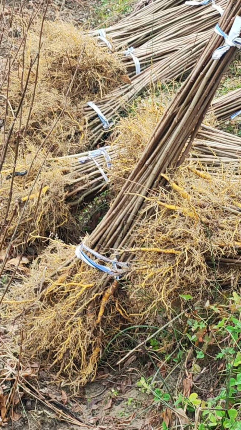 精品黄柏基地大量有货，品质有保障，量大从优～