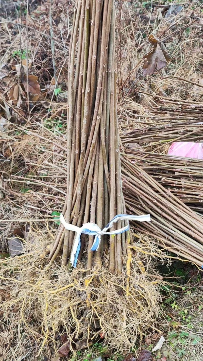 精品黄柏基地大量有货，品质有保障，量大从优～