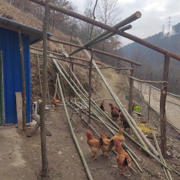 跑山鸡