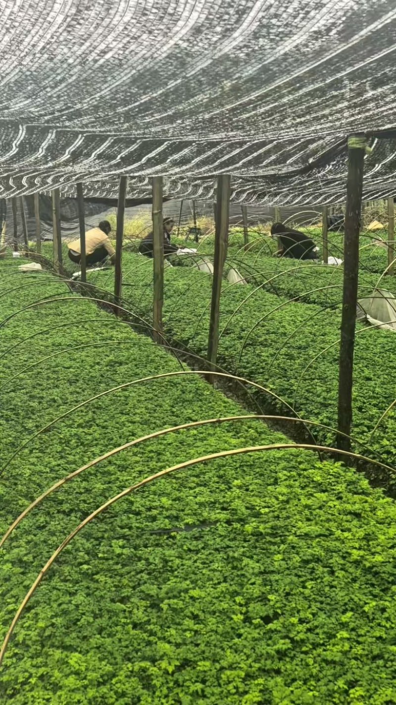 湖北精品黄连苗基地直销，规格齐全，欢迎各位老板来电详谈