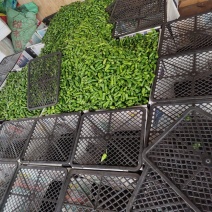 徐闻辣椒余干椒爆辣特辣新鲜自种农家小辣椒