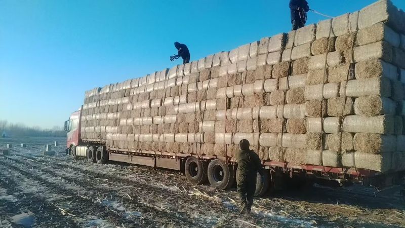 内蒙本地通辽开鲁产区无土无膜玉米柔丝草牛羊饲料