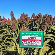 红糯16号高粱酿酒高粱高产红高粱新品种种子