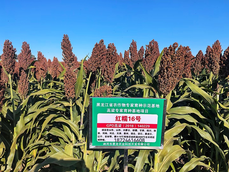 红糯16号高粱种子矮秆酿酒高产新品种红糯16号高粱种子