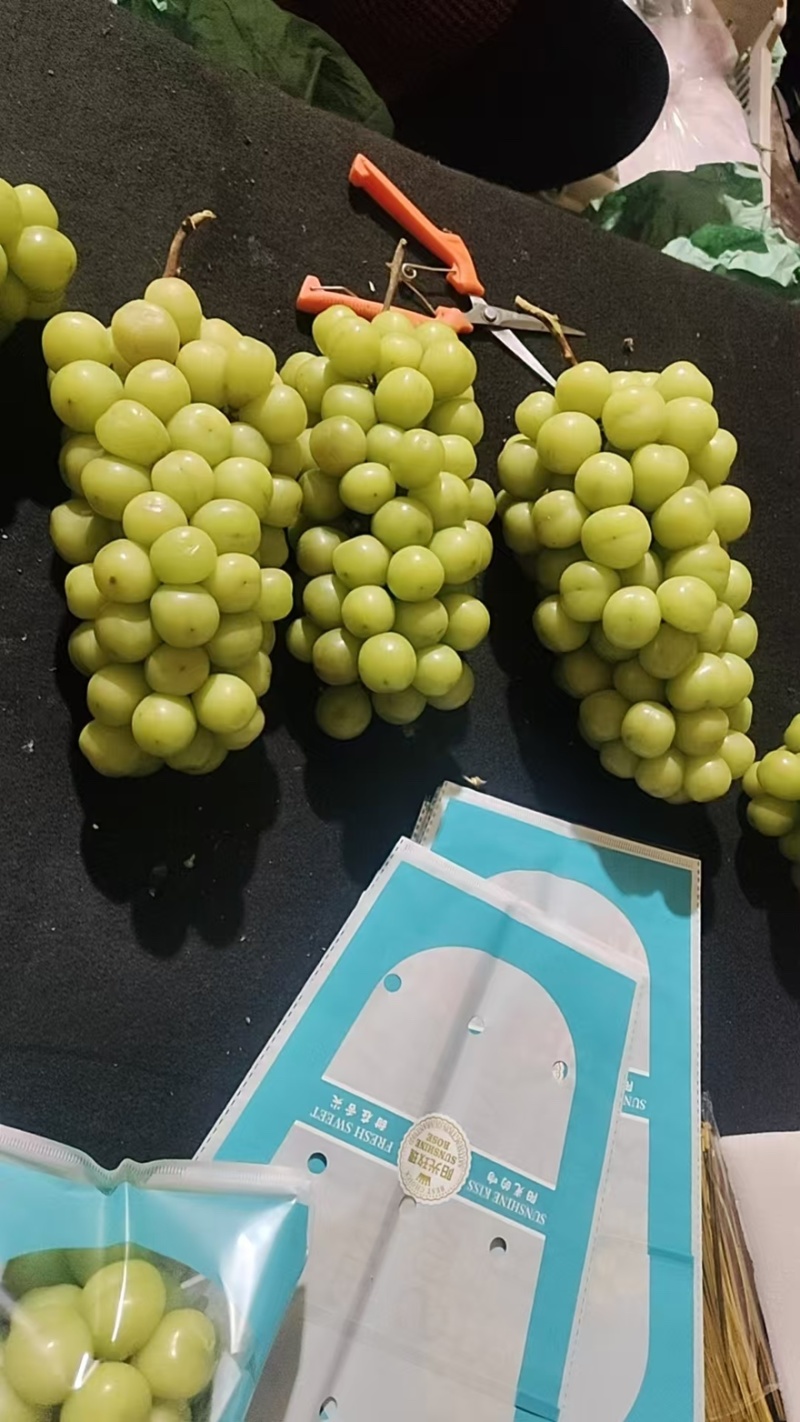 精品阳光玫瑰一手货源全国发货量大价优欢迎随时联系