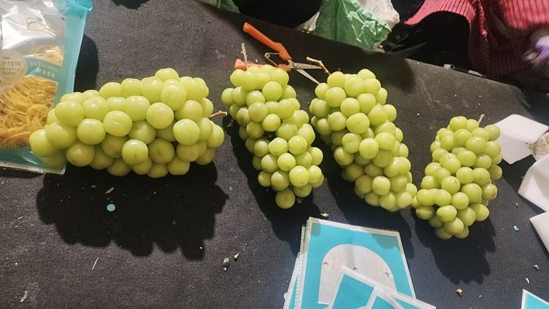 精品阳光玫瑰一手货源全国发货量大价优欢迎随时联系