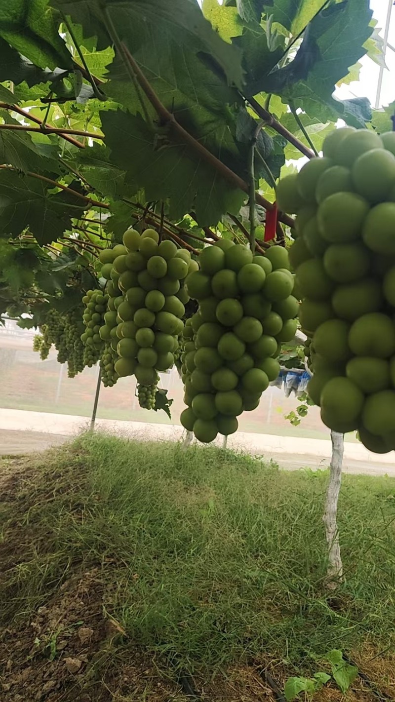 精品阳光玫瑰一手货源全国发货量大价优欢迎随时联系