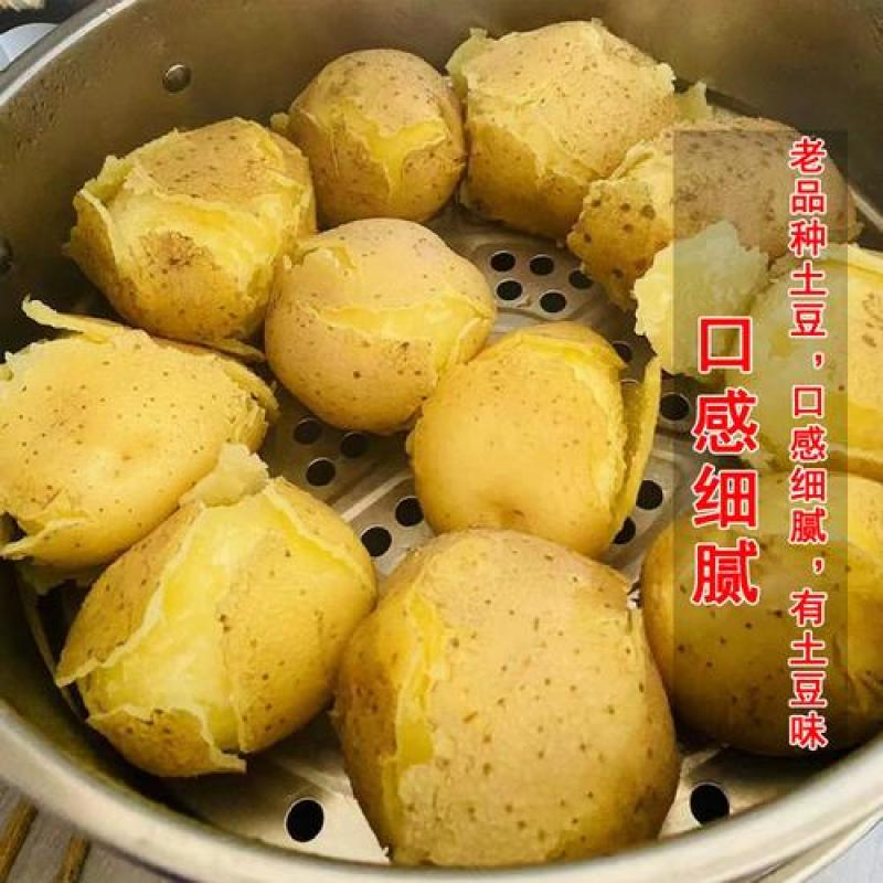 2025新鲜甘肃定西黄皮黄心土豆净重包邮粉面洋芋马铃薯