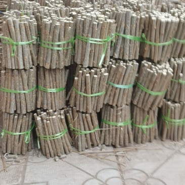 速生杨。107种条种段。有现货种条种段100万颗，冠县