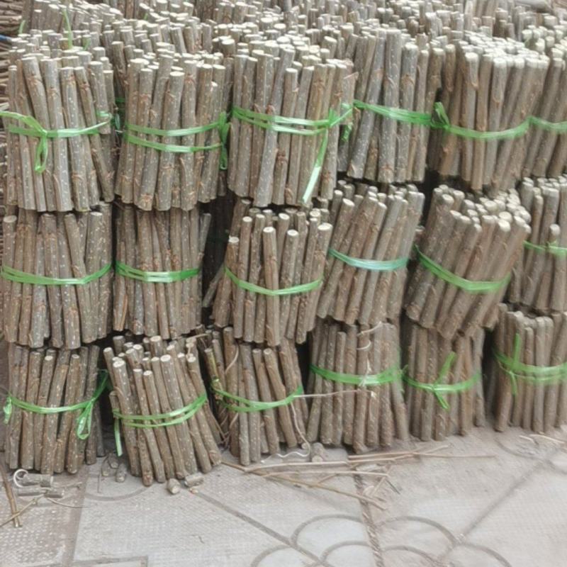 速生杨。107种条种段。有现货种条种段100万颗，冠县