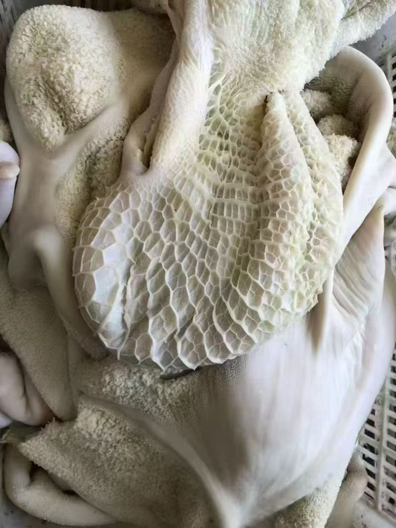 生牛肚
