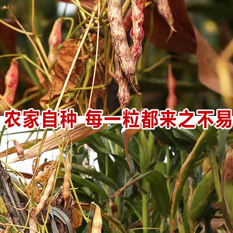 天源一号雀蛋豆外型美观营养丰富是理想的食米豆类