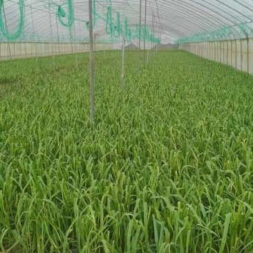 红根蒜苗