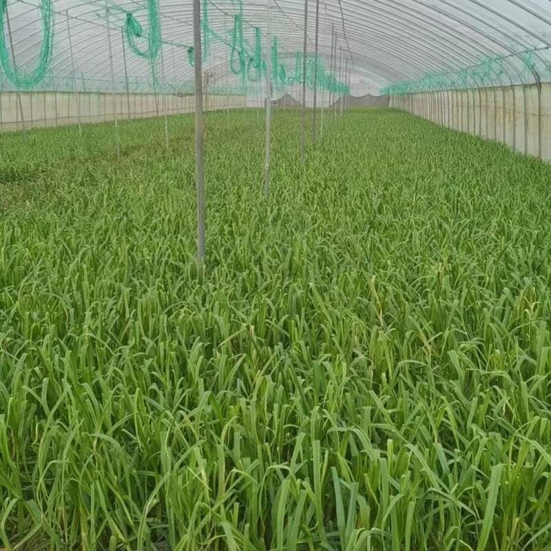 红根蒜苗