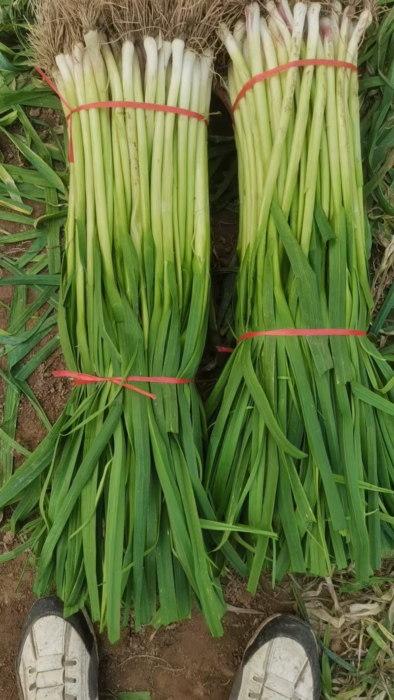 红根蒜苗