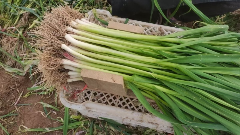 红根蒜苗